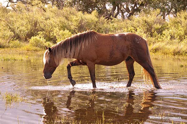 A Cedar Island stallion, nicknamed Shack, forages in the shallows. After most of the members of the original herd tested positive for equine infectious anemia and were euthanized, Shack and several other horses were brought to Cedar Island from Shackleford Banks. 