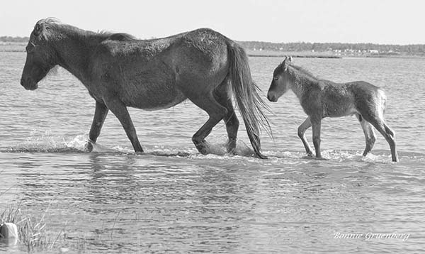 Horses can swim from birth. Free-roaming foals follow their mothers anywhere, often crossing shallows and swimming creeks in the course of a typical day.