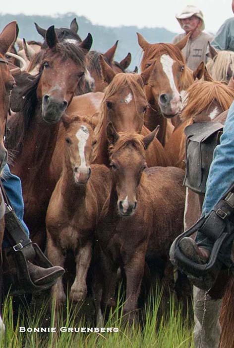 Every July, the Saltwater Cowboys round up the ponies from the Chincoteague National Wildlife Refuge. Swim them across the channel, and parade them down main street to the fairgrounds.</a>