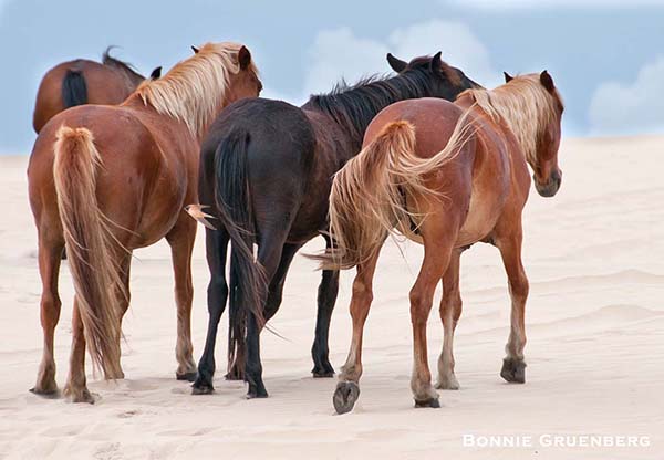 A group of Corolla horses climbs a breezy dune to escape flies. A barn swallow skims insects from their wake.