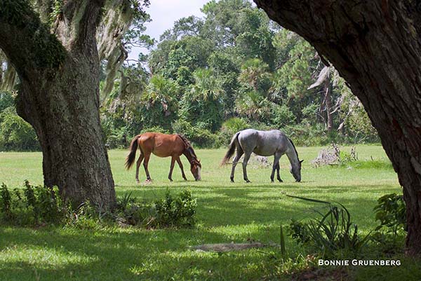 A stallion and his young mare graze beneath the ancient oaks of Dungeness.