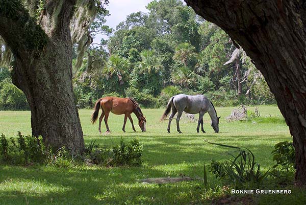 A stallion and his young mare graze beneath the ancient oaks of Dungeness.