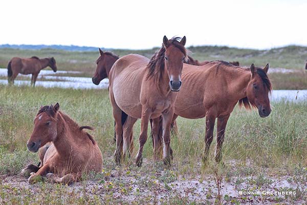 The horses of the Rachel Carson Estuarine Reserve often venture onto spits of sand where breezes brush away the biting flies.