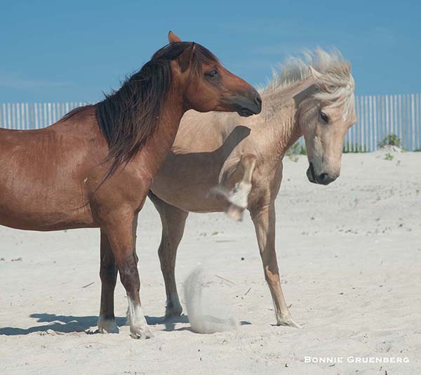 An Assateague mare squeals and strikes when a stallion attempts to romance her.