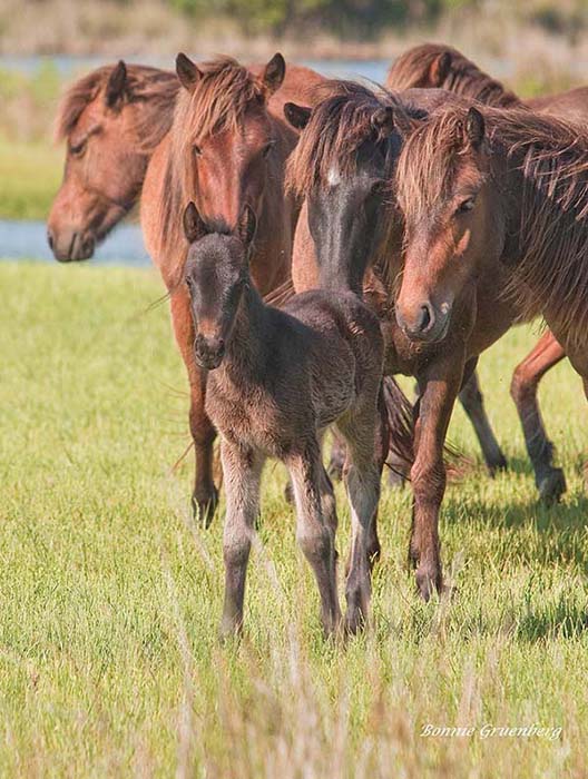 Foals are usually cherished and indulged by the rest of the herd, until they become bratty adolescents.</a>