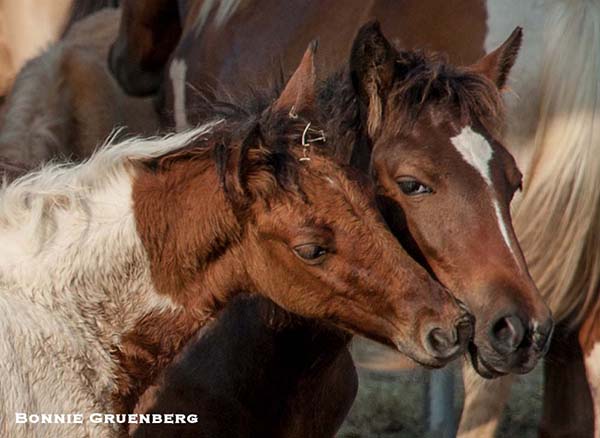 Two foals nuzzle during the July round-up in Assateague, VA. </a>