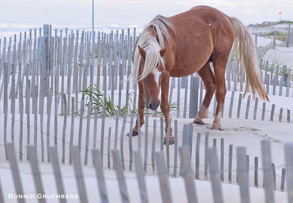 A young stallion negotiates a maze of partially buried sand fence. Several neighborhoods of beach houses have been constructed within the wild horse sanctuary.