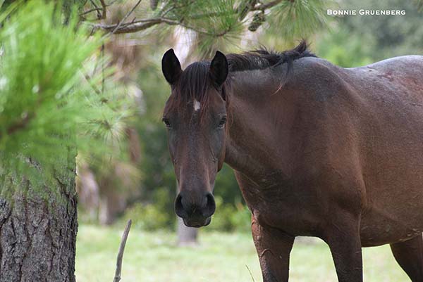 When there are several rainy years in a row, the Cumberland Island equine population booms, and  the horses remain in good flesh, like this young mare.