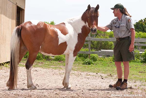 The Ocracoke herd manager gives a favorite gelding a scratch in one of the corrals on the Pony Pen complex.