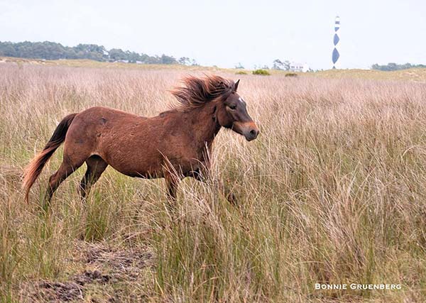 A young mare gallops through the grassy dunes at the east end of Shackleford Banks. The Cape Lookout Lighthouse stands watch across the inlet on Core Banks.