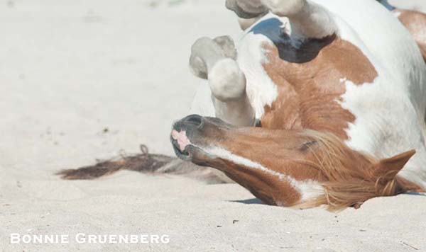 Horses roll to scratch itches and to suffocate parasites. And sometimes they roll because it feels good.