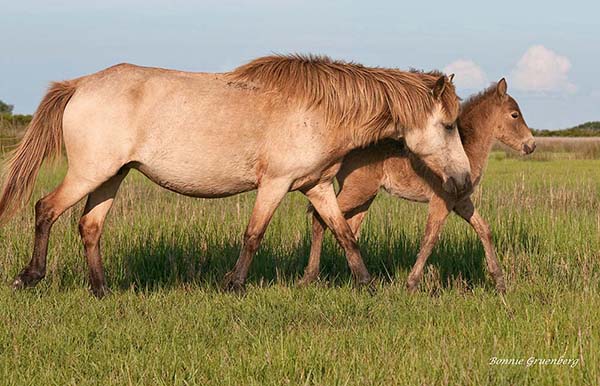 In June of 1997, 13 tested of the 15 wild Cedar Island horses tested positive for EIA and were euthanized. Bucky, a beautiful buckskin, survived, and when mated with a stallion from Shackleford Banks produced a healthy filly.