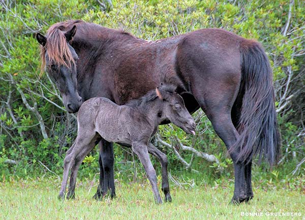 While domestic horses only nurse for 3-6 months on average, under natural conditions they will 