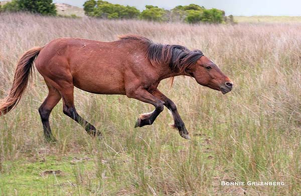 Wild horses that are habituated to the presence of humans can appear docile and tame. Horses, however, are very quick and unpredictable, and can suddenly charge. Just after I took this shot using a telephoto lens, the Shackleford stallion spun and came after me. Fortunately, he wasn’t serious – if he wanted to hurt me, he could have.