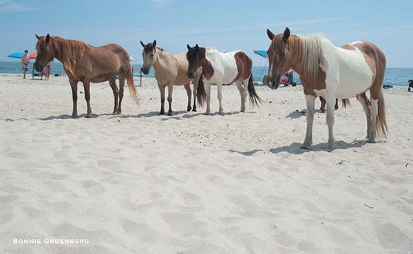 The wild horses of Assateague, MD share the beach with vacationers.