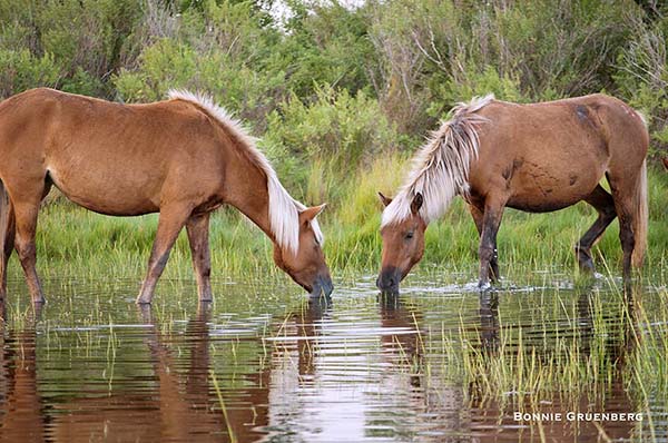 Two mares graze the Cedar Island salt marsh under a cloudy sky. 