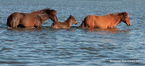 Wild horses of the barrier islands, like these Cedar Island horses, can swim shortly after birth, and zigzag across waterways and shallow bays in the course of a day.