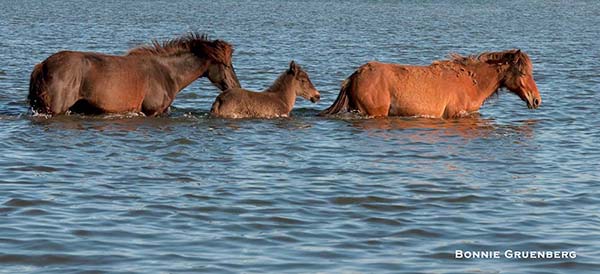 Wild horses of the barrier islands, like these Cedar Island horses, can swim shortly after birth, and zigzag across waterways and shallow bays in the course of a day.