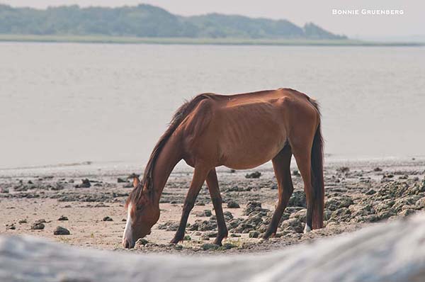 During a dry year, there is not enough forage for all of the horses on Cumberland island. Lactating mares like this one struggle to sustain both themselves and their foals, and become emaciated.