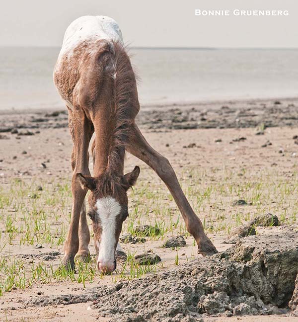 A foal nibbles the stubble of saltmarsh cordgrass exposed by low tide on Cumberland Island. Grazing pressure from hungry horses keeps it sparse. If the horses were in balance with their environment, the grass would be tall and lush, and the horses would be well-fleshed.</a>