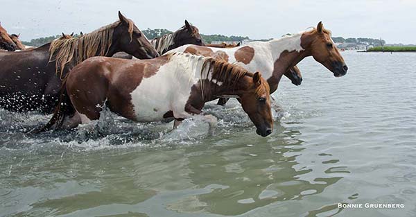 On the Friday after the Pony Penning event, the Chincoteague ponies return to their home on Assateague, swimming eagerly across the channel.