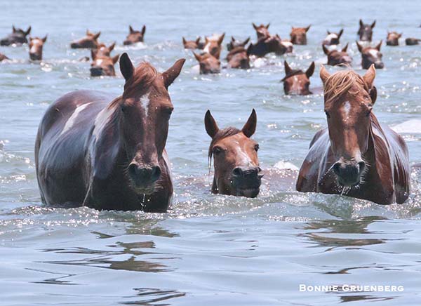 The Chincoteague ponies do not seem to mind the swim from Assateague to Chincoteague. In fact, it is not uncommon for ponies to make the swim independently, whenever it suits them.