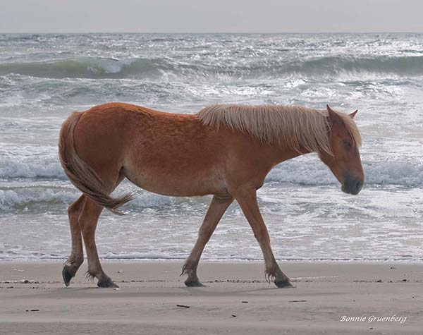 Corolla horses often come to the beach to escape biting insects and the heat of the day.