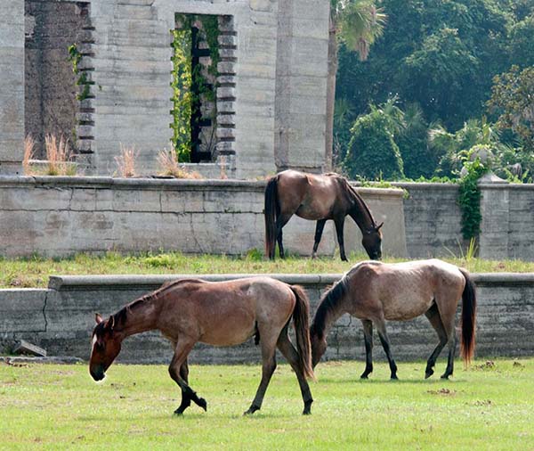 On Cumberland Island, the best grazing is found on the grounds of the ruins of Dungeness, a mansion built by the Carnegies. Each band has its status within the herd as a whole, and the highest ranking bands have access to the good grazing and artesian wells at Dungeness.</a>