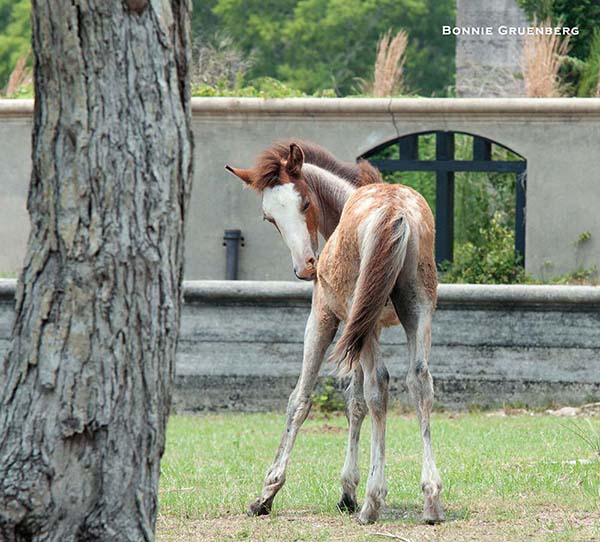 A foal pauses to scratch himself at the ruins of Dungeness mansion. 