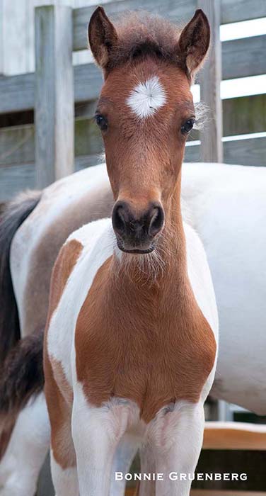 After an infusion of outside blood in 1982 saved the Ocracoke herd from genetic collapse, managers are currently steering the bloodlines back towards the historic baseline. This filly’s mother was tall and carried the graying gene bestowed by her Andalusian grandfather, and her father was a pure-blooded Shackleford Banker horse.  She will eventually produce a foal sired by a another purebred banker.</a>