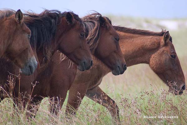 Horse populations that are closely related lose genetic diversity over time. It shows in the small 30-member herd on the Rachel Carson Estuarine Reserve, where horses have become relatively uniform in size and color.