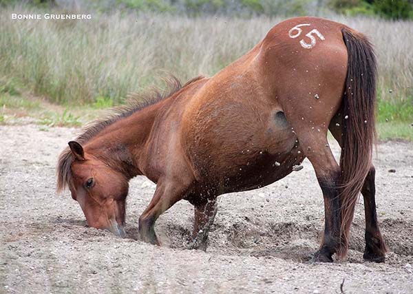 A Shackleford Banks mare deepens a water hole to get a drink. When she reaches the water table, surprisingly fresh water seeps slowly into the hole. The number on her hip was placed there by the National Park Service after one of the final roundups.