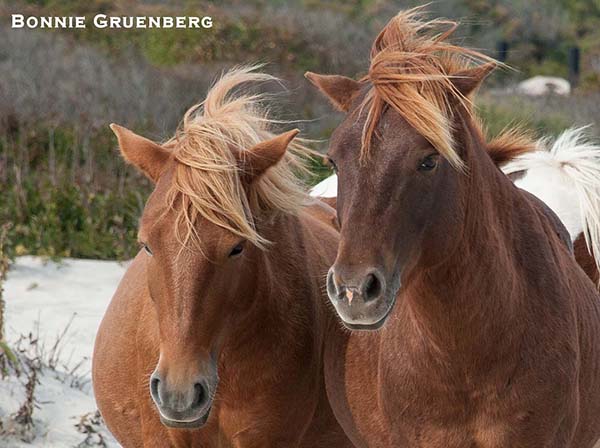 By October, the Assateague horses are well on the way to growing a thick, protective coat. By late winter they are as shaggy as rugs, and have beards insulating their jawlines. 