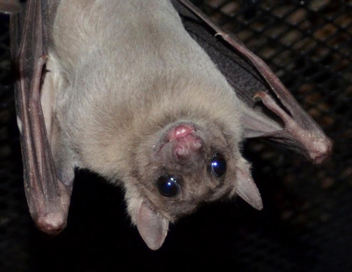 Bat