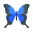 butterfly