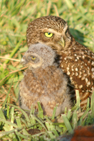 Burrowing Owl