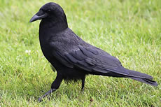 crows