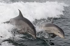 dolphins