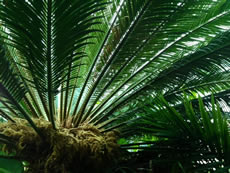 Plant communication
