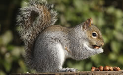 gray squirrel