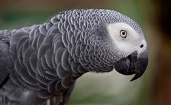 parrots show kindness