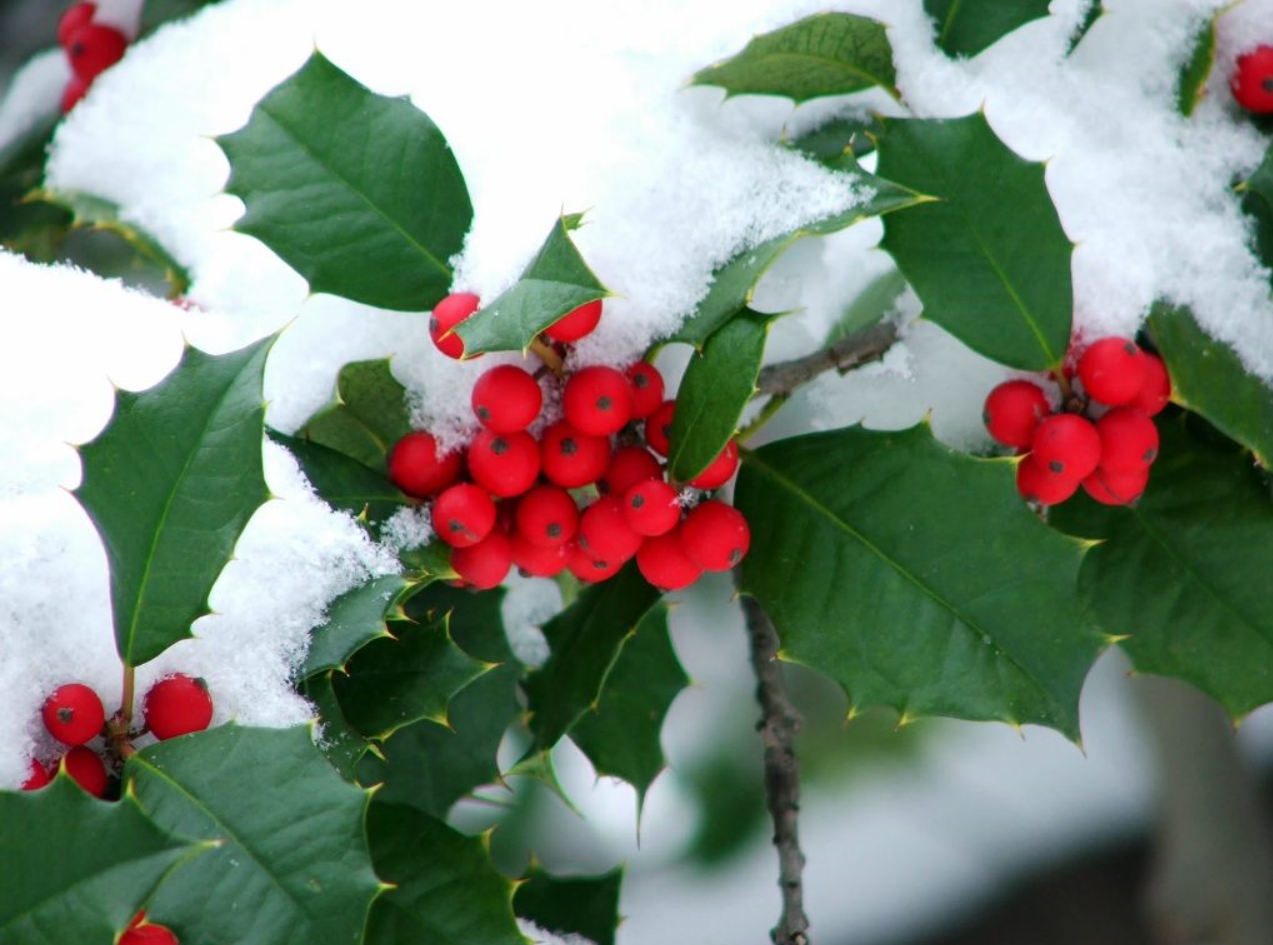 Holly