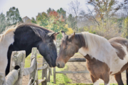 horse whinny