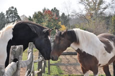 horses