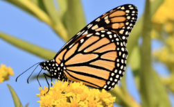 monarch butterfly