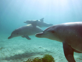 Dolphin