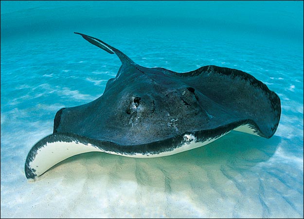 Ray