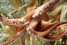 octopus