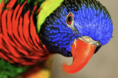 parrots