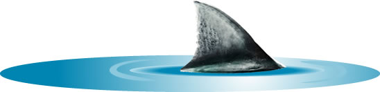 sharks!